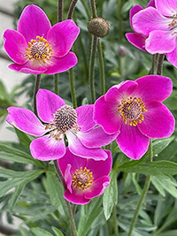 Anemone x Spring Beauty Pink ('Anemo78')